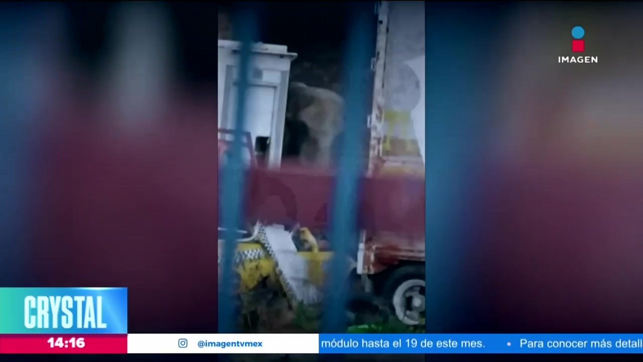 La elefanta Annie ha quedado olvidada en un predio