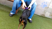 Old film❤️Angel 13y A590173 Miniature Pinscher spending time with us at Meet & Greet Area at Pima Animal Care Center ❤️4000 N. Silverbell Tucson AZ on 2-14-2017adopted3-3-2017old film