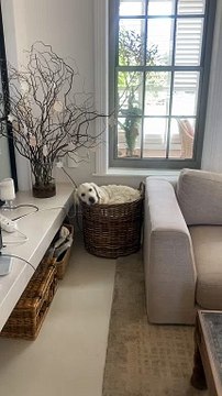 Golden Retriever Says If I Fits, I Sits