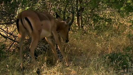 Living With Big Cats: Revealed | movie | 2022 | Official Trailer