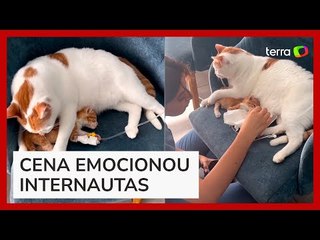 Gato viraliza ao ajudar a cuidar de filhote hospitalizado no Marrocos