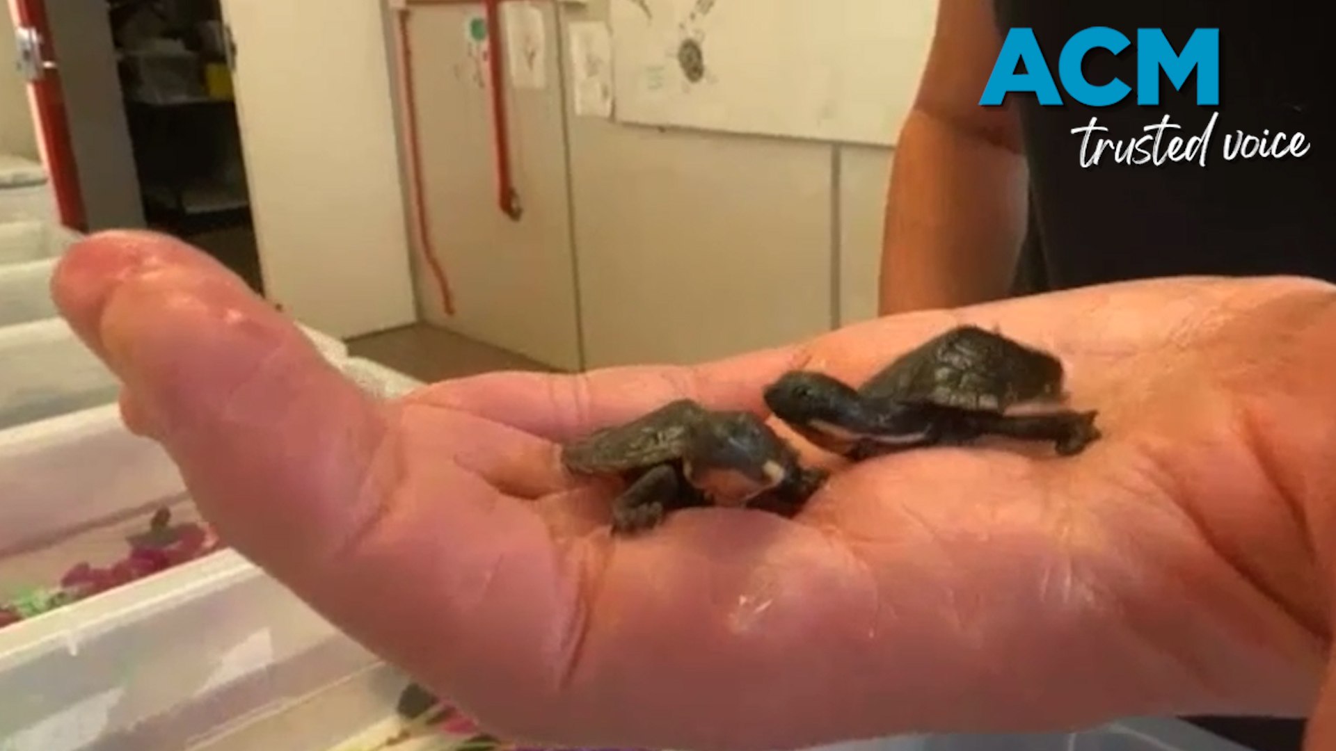 ⁣Endangered twin Bell’s turtles born