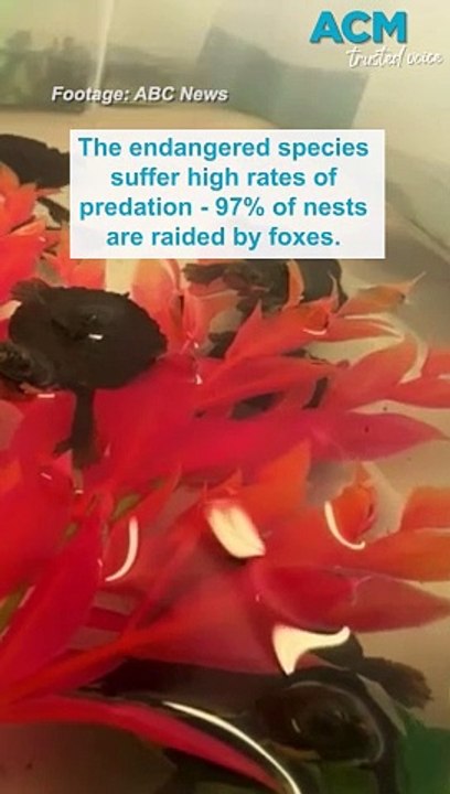 Endangered twin Bell’s turtles born