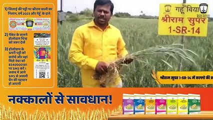 Shri Ram Super 1-SR-14 Wheat Seed: Maharashtra's Super Farmers