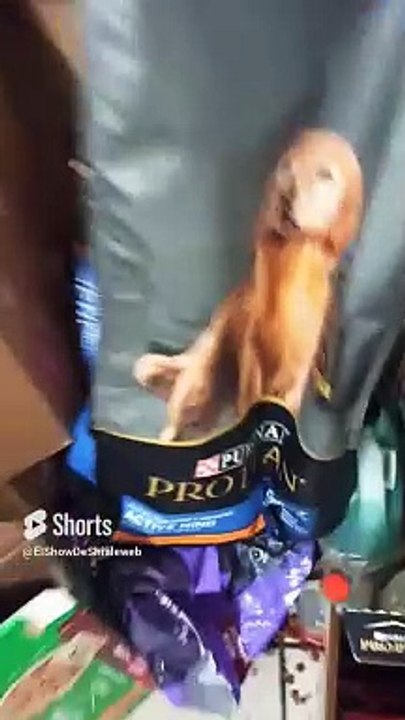 Dandole de comer croquetas purina a el perro panchito en el patio #shorts #animales #mascotas #amigo