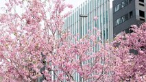 Cherry blossoms bloom in unusually warm Tokyo