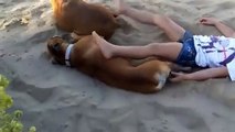 Little girl disturbs a relaxing dog and finds out