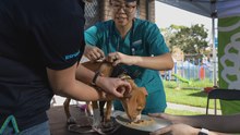 Free pet care for disadvantaged community members