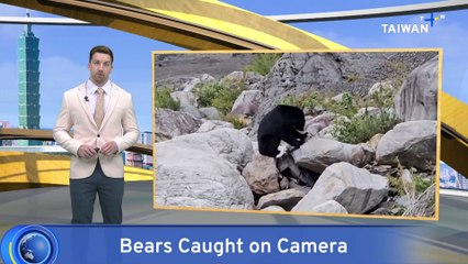 Bear Family Caught on Camera for First Time in Southern Taiwan Mountains