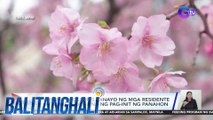 Cherry blossoms, dinayo ng mga residente at turista sa gitna ng pag-init ng panahon | BT
