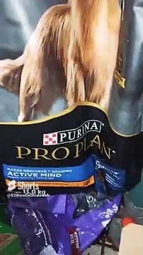 Esta es la comida que le damos a el perro panchito #shorts #animales #mascotas #alimentacion #purina