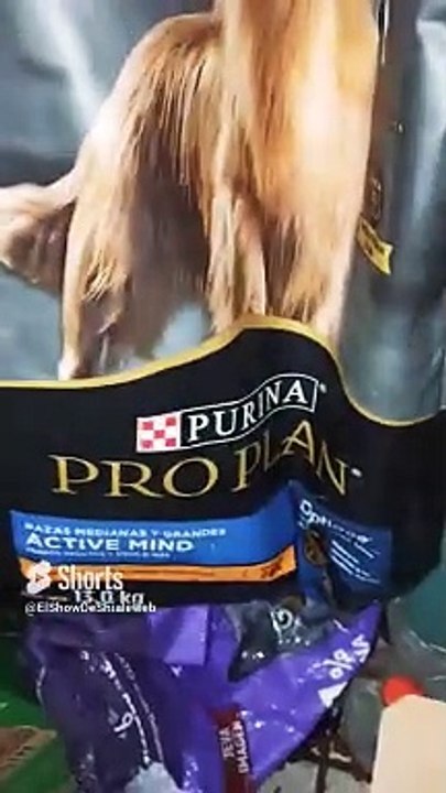 Esta es la comida que le damos a el perro panchito #shorts #animales #mascotas #alimentacion #purina