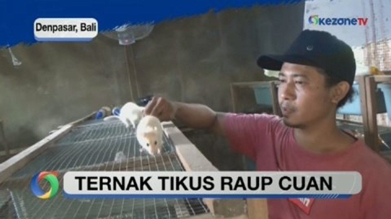 Sukses Raup Keuntungan Jutaan Rupiah per Pekan dari Ternak Tikus Putih