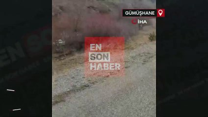 Ormanların hayaleti Vaşak, Gümüşhane’de görüntülendi