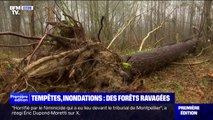 Les stigmates de la tempête Ciaran et des inondations visibles sur les forêts dans le Pas-de-Calais