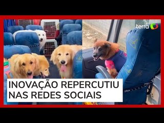 Creche para cães viraliza ao usar ônibus 'escãolar' para transportar animais em SC