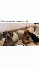 crazy animals from internet pt.4