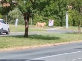 Cow breaks free from showground, goes on suburban adventure