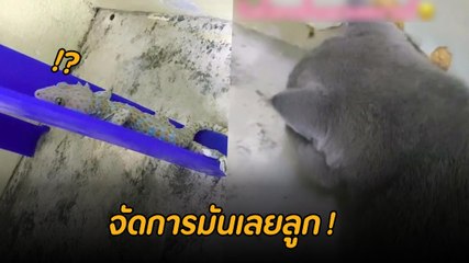 เมื่อเจอตุ๊กแกในบ้าน เจ้าของไม่สู้เลยส่งต้าวเหมียวไปจัดการ สุดท้าย....