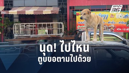 ชมน้องตูบน่ารัก ตามเจ้าของไม่ห่าง | PPTV Online