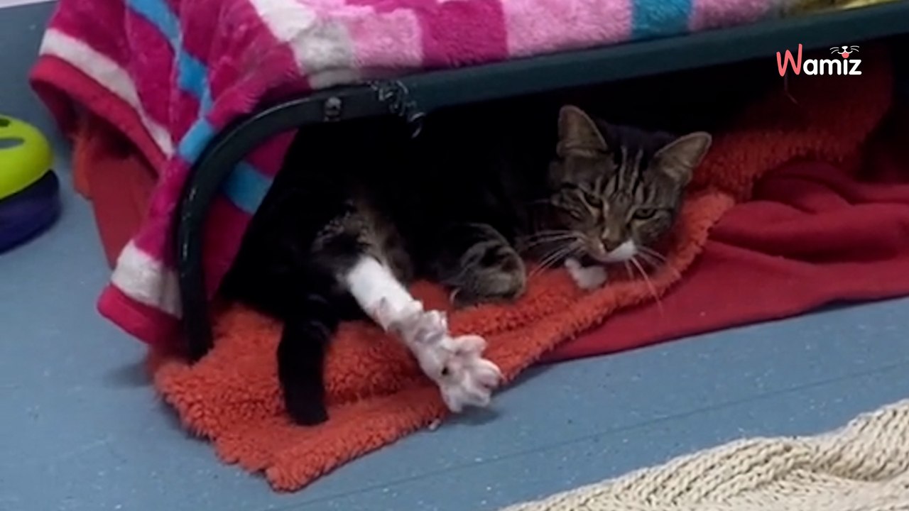 Un chat passe 137 jours au refuge sans que personne ne le remarque : les sauveteurs ont une idée en or pour lui (vidéo)