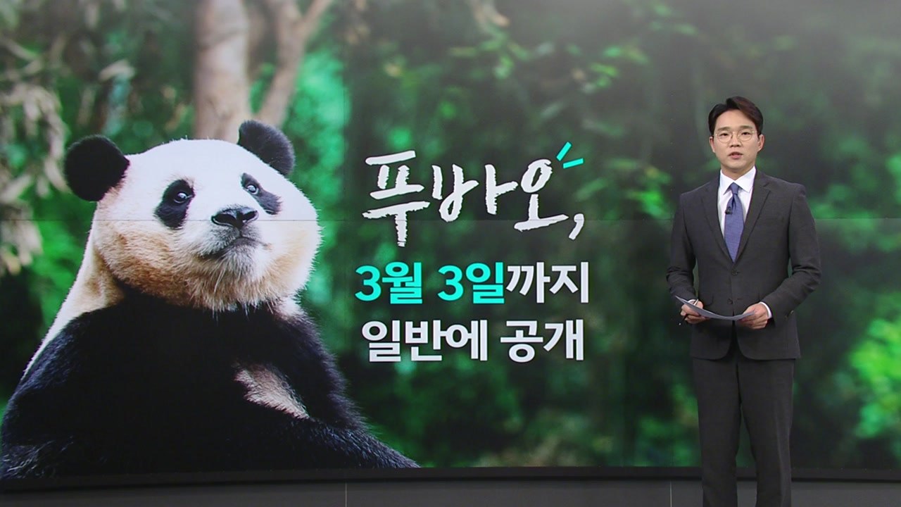 유튜브 조회수 5억회 돌파... 작별 앞둔 '푸바오 효과'는? [앵커리포트] / YTN