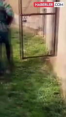 Nijerya'da bir hayvanat bahçesi çalışanı uzun yıllar beslediği aslan tarafından öldürüldü