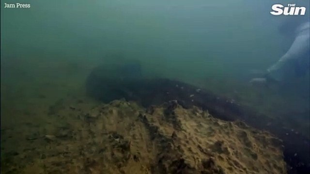 İnanılmaz an! Dünyanın en büyük yılanı bulundu