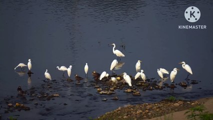 Burung bangau putih mencari ikan