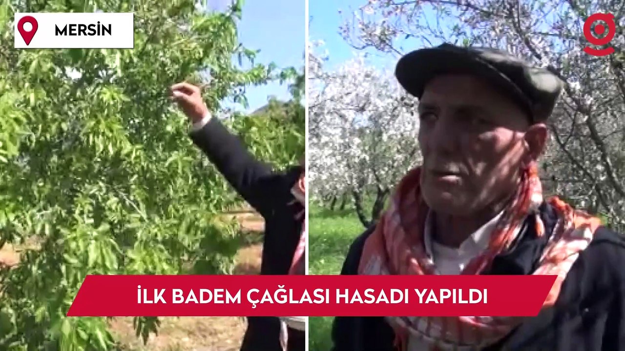 Türkiye’nin ilk badem çağlası hasadı Mersin’de yapıldı
