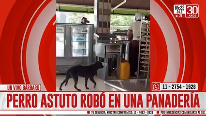 Viral: así perro "astuto" robó en una panadería