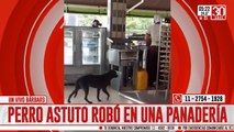 Viral: así perro 