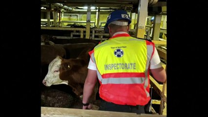 Ship carrying 19,000 cattle causes stench in Cape Town