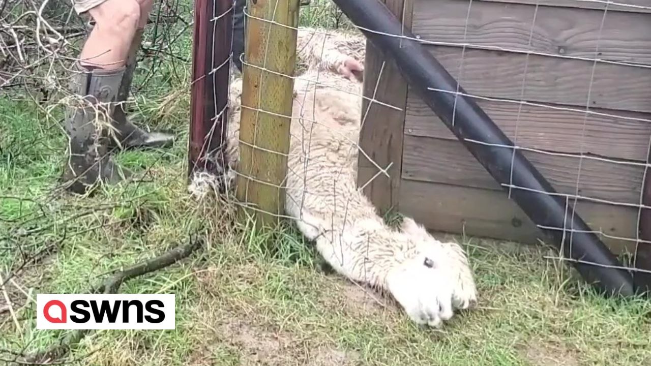 Alpaka gerettet, nachdem es 16 Stunden lang in einem Zaun feststeckte
