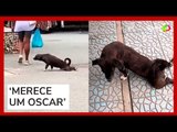 Cachorro 'ator' finge estar machucado para comover pessoas no RJ
