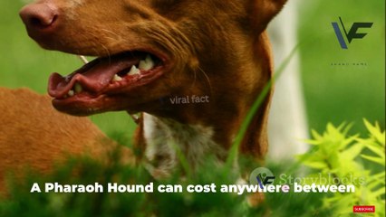 These Are the Most Valuable Dog Breeds of All