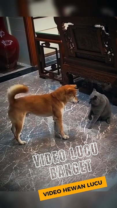 Animal funny video