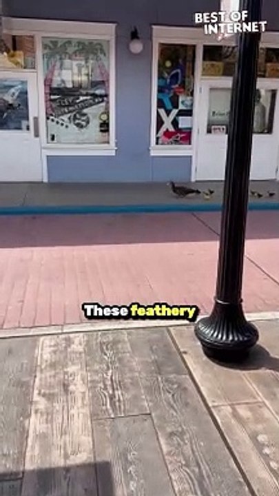 Quack-tastic Encounter | Mom and Daughter Meet Adorable Duck Parade!