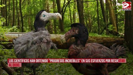 Científicos buscan regresar al dodo de la extinción