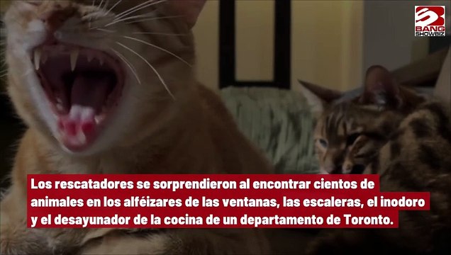 Más de 300 gatos son rescatados de un departamento abandonado