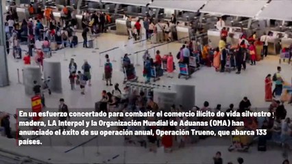 La policía contra el tráfico de vida silvestre, confisca una enorme cantidad de animales