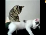 cute cats| cute cat cuddling| cutest kittens