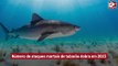 Número de ataques mortais de tubarão dobra em 2023