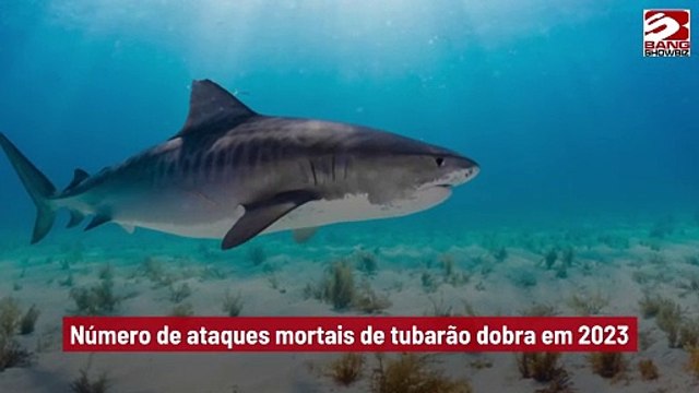 Número de ataques mortais de tubarão dobra em 2023