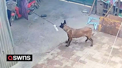 Clever pooch prevents potential house fire by unplugging cable that had burst into flames