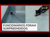Vídeo mostra ‘briga’ entre gato e rato na Câmara de Cubatão