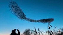 Stunning starling murmurations in the skies over Stanwick Lakes