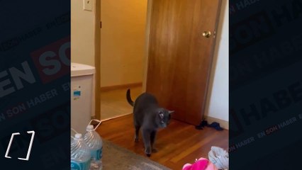 Sahibinin parfümünü çalan kedi