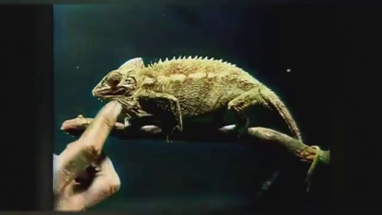 Natural Wonders (1915) | An Old Educational Nature Movie | Public Domain Movies