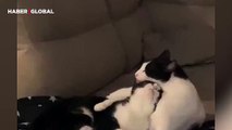 Eşini sarılarak uyutan kedi sosyal medyada viral oldu